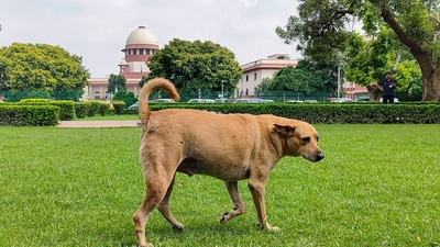 Delhi plans new dog shelters amid rising concern over stray dog attacks (PTI) Delhi plans new dog shelters amid rising concern over stray dog attacks (PTI)