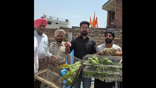 In a joint operation by the Punjab wildlife department and the Punjab Police, 34 illegally captive rose-ringed parakeets were rescued from a residence in Gurdaspur district, leading to the registration of an FIR against the accused under various provisions of the Wildlife (Protection) Act, 1972. (HT Photo)