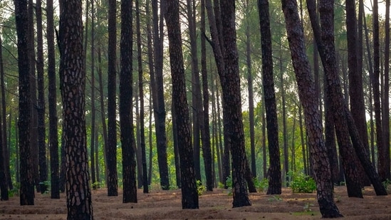 The body's height, build, and face closely resembled Munda's and the family members, as well as the villagers, took the body as that of the missing person, police said. (Representational Photo/Unsplash)