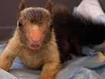 3 Malabar giant squirrels, 7 star tortoises rescued by DRI, 2 men arrested