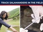 Watch Whitley Award Winner Barkha Subba Track Salamanders In The Field