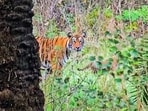 A tigress in Sarsika Tiger Reserve in Alwar (ANI FILE/Representative Image)
