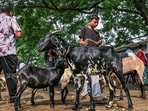 Livestock vendors wait for customers to sell their goats at a Bakri bazaar ahead of the Eid al-Adha festival. Livestock vendors wait for customers to sell their goats at a Bakri bazaar ahead of the Eid al-Adha festival.