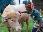 A caretaker attending an albino buffalo nicknamed "Donald Trump" for sale ahead of Eid al-Adha at a livestock farm in Narayanganj. 