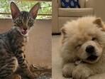 These furry friends, in Delhi-NCR, are searching for forever homes. Won’t you bring them home?