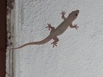 Lizard Falling: మీపై బల్లి పడిందా? ఏ శరీర భాగాలపై పడితే రాజయోగం కలుగుతుంది, ఎప్పుడు నష్టాలు సంభవిస్తాయో తెలుసుకోండి!(pinterest)
