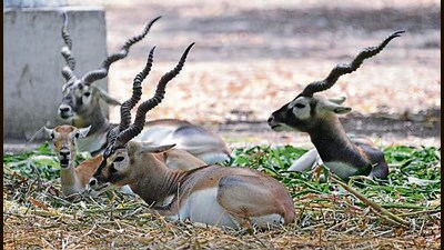 Shades have been installed over enclosures of birds and smaller animals to protect them from scorching heat. (HT Photo) Shades have been installed over enclosures of birds and smaller animals to protect them from scorching heat. (HT Photo)