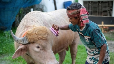 A caretaker attending an albino buffalo nicknamed "Donald Trump" for sale ahead of Eid al-Adha at a livestock farm in Narayanganj. (AFP) A caretaker attending an albino buffalo nicknamed "Donald Trump" for sale ahead of Eid al-Adha at a livestock farm in Narayanganj. (AFP)