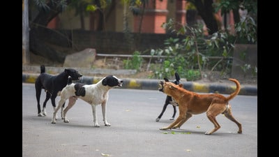 The Supreme Court on May 19, for the first time, expressly authorised authorities to put down rabid, incurably ill and demonstrably dangerous stray dogs in areas witnessing frequent attacks. (HT File) The Supreme Court on May 19, for the first time, expressly authorised authorities to put down rabid, incurably ill and demonstrably dangerous stray dogs in areas witnessing frequent attacks. (HT File)