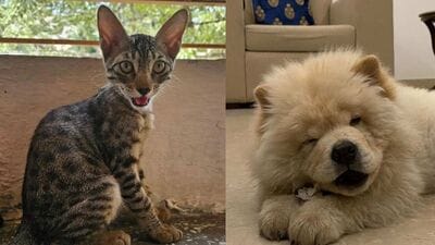 These furry friends, in Delhi-NCR, are searching for forever homes. Won’t you bring them home?