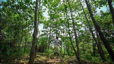 Through the mid-20th century, the Central Ridge saw numerous encroachments in the form of roads, sports facilities, and buildings, due to the escalating demand for land. Some sections of the forest were converted to parks such as Buddha Jayanti and Mahavir Vanasthali. (HT Archive) Through the mid-20th century, the Central Ridge saw numerous encroachments in the form of roads, sports facilities, and buildings, due to the escalating demand for land. Some sections of the forest were converted to parks such as Buddha Jayanti and Mahavir Vanasthali. (HT Archive)