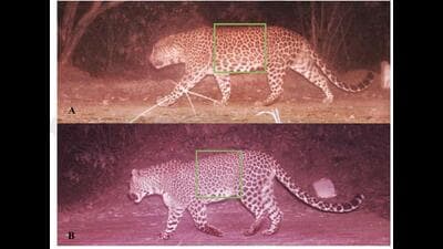 WILD REVEAL: The images, captured during a week-long biodiversity survey conducted from November 20 to 27, 2025, show two adult male leopards moving through the dense forest patches of Sukhna. (SOURCED) WILD REVEAL: The images, captured during a week-long biodiversity survey conducted from November 20 to 27, 2025, show two adult male leopards moving through the dense forest patches of Sukhna. (SOURCED)