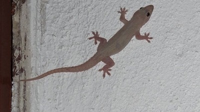 Lizard Falling: మీపై బల్లి పడిందా? ఏ శరీర భాగాలపై పడితే రాజయోగం కలుగుతుంది, ఎప్పుడు నష్టాలు సంభవిస్తాయో తెలుసుకోండి! (pinterest) Lizard Falling: మీపై బల్లి పడిందా? ఏ శరీర భాగాలపై పడితే రాజయోగం కలుగుతుంది, ఎప్పుడు నష్టాలు సంభవిస్తాయో తెలుసుకోండి! (pinterest)