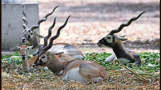 Shades have been installed over enclosures of birds and smaller animals to protect them from scorching heat. (HT Photo)
