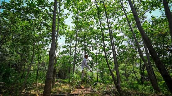 Delhi Ridge restoration: What the plan gets wrong