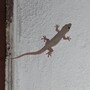 Lizard Falling: మీపై బల్లి పడిందా? ఏ శరీర భాగాలపై పడితే రాజయోగం కలుగుతుంది, ఎప్పుడు నష్టాలు సంభవిస్తాయో తెలుసుకోండి!