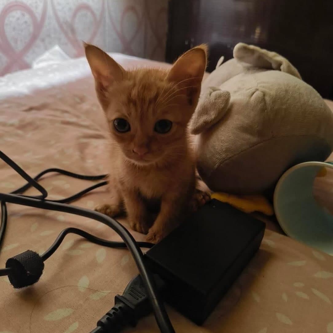 Leo is a two-month-old indie