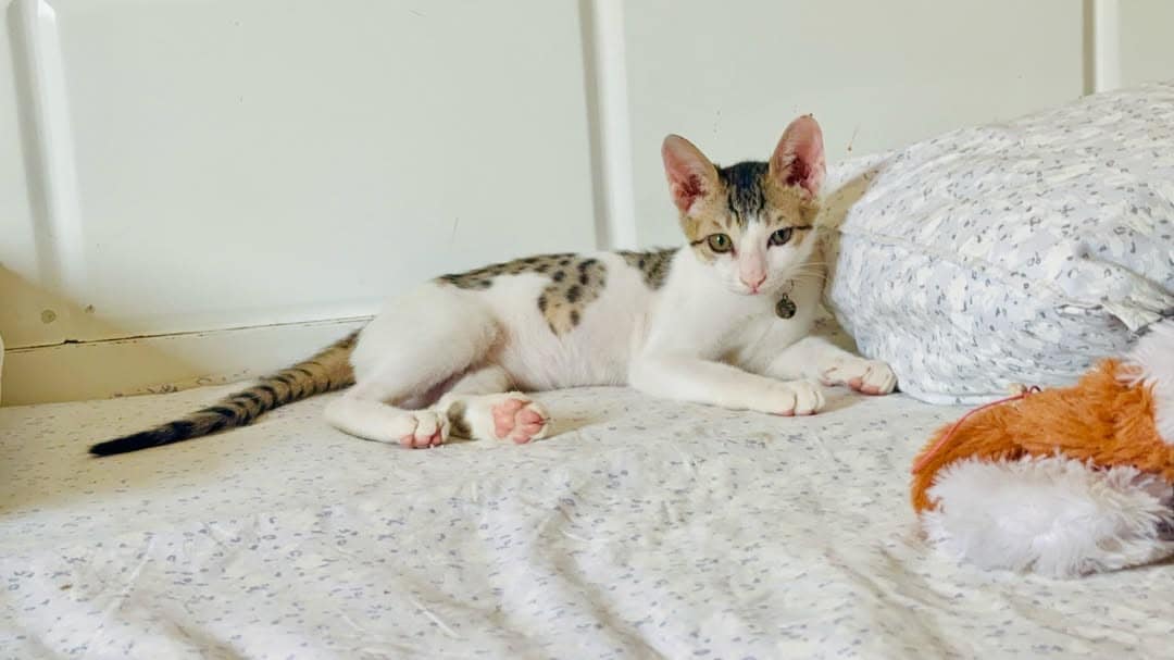 Tobby is an eight-month old indie