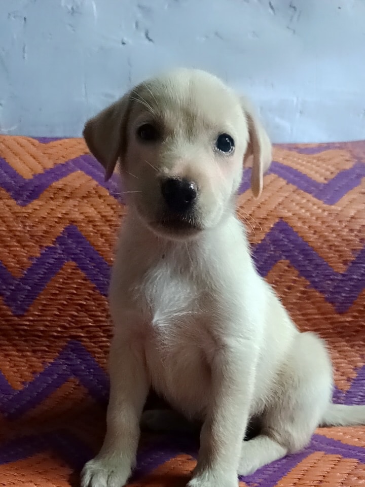 Snowy is a 1.5-month-old Labrador mix