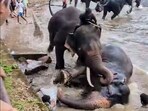 (A tourist from Chennai died during a clash between elephants on May 18.PTI)