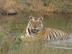 Forest officials suspect that the tiger had been hiding in the dense vegetation before pouncing on the women. While the four women were killed on the spot, the others managed to escape after raising an alarm and running for safety. (REPRESENTATIVE PHOTO)