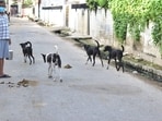 In its recent observations, the Supreme Court had asked state governments and urban local bodies to ensure proper implementation of animal birth control programmes. (FILE PHOTO)
