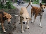 Most of these complaints are citing repeated dog bite incidents, aggressive canine behaviour and growing concerns over public safety in residential areas (Representative photo)
