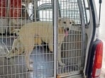 The district recorded 37,200 dog bite cases in 2025, up more than 19% from 31,054 cases in 2024. (Manish/HT)
