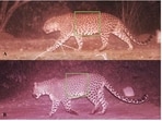WILD REVEAL: The images, captured during a week-long biodiversity survey conducted from November 20 to 27, 2025, show two adult male leopards moving through the dense forest patches of Sukhna. (SOURCED)