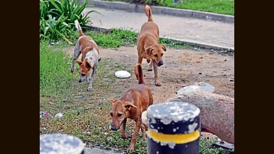 Following the complaint, police registered an FIR and initiated further investigation into the matter. (HT File)