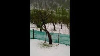 The minister for agriculture production Javid Ahmad Dar toured the hailstorm-affected areas in the Rafiabad constituency of Baramulla district to assess the damage caused to crops and orchards. (HT representative)