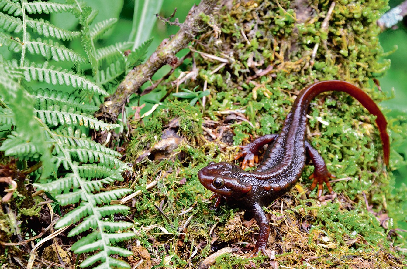Himalayan salamanders can only breed where they were born. So when the wetlands they are linked to disappear, they simply cannot reproduce. Himalayan salamanders can only breed where they were born. So when the wetlands they are linked to disappear, they simply cannot reproduce.