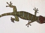 “The reptiles were packed in a highly concealed manner, indicating a planned smuggling operation,” officers said. (Representative photo)