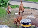 Following the complaint, police registered an FIR and initiated further investigation into the matter. (HT File)