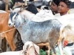 Suhaib Ansari, a trader who brought goats from Uttar Pradesh to the Kausarbaug goat market, said supply chains had been severely affected this year. (REPRESENTATIVE PIC)