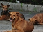 Thane, India - October 27, 2020: Stray dogs at Ghodbunder Road in Thane, Mumbai, India, on Tuesday, October 27, 2020. ( Praful Gangurde/ HT Photo ) (HT PHOTO)