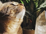 5 crystals that can help with pet separation anxiety