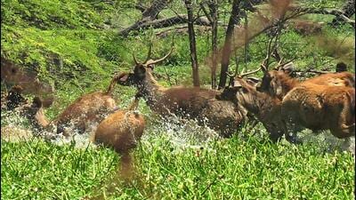 A herd of sambars cooling off in the forest area near Rock Garden in Chandigarh on Sunday. (HT photo)