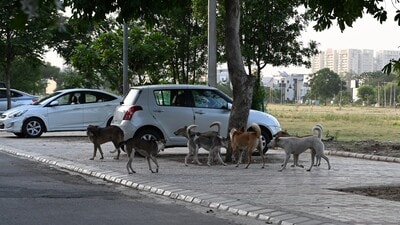 In the first four months of this year, 9,710 dog-bite cases have been recorded in Mohali. (HT photo)