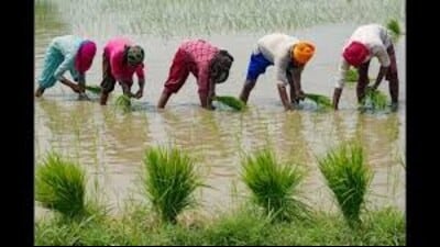 Minister Gurmeet Singh Khudian urged farmers to adopt the water-saving DSR technique and register early to avail the incentive, adding that the online DSR registration portal is already operational.