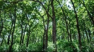 Punjab has nearly 2,000 sq km of forest area in the Kandi belt located in the Shivalik foothills across Hoshiarpur, Gurdaspur, Pathankot, Ropar and Mohali districts. (HT File) Punjab has nearly 2,000 sq km of forest area in the Kandi belt located in the Shivalik foothills across Hoshiarpur, Gurdaspur, Pathankot, Ropar and Mohali districts. (HT File)
