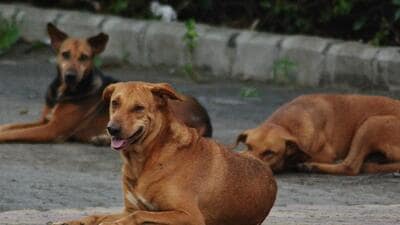 Thane, India - October 27, 2020: Stray dogs at Ghodbunder Road in Thane, Mumbai, India, on Tuesday, October 27, 2020. ( Praful Gangurde/ HT Photo ) (HT PHOTO)