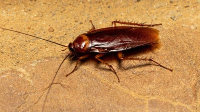 బొద్దింక బొద్దింక