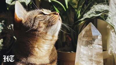 5 crystals that can help with pet separation anxiety (Pinterest) 5 crystals that can help with pet separation anxiety (Pinterest)