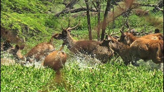 A herd of sambars cooling off in the forest area near Rock Garden in Chandigarh on Sunday. (HT photo)
