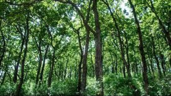 Punjab has nearly 2,000 sq km of forest area in the Kandi belt located in the Shivalik foothills across Hoshiarpur, Gurdaspur, Pathankot, Ropar and Mohali districts. (HT File)