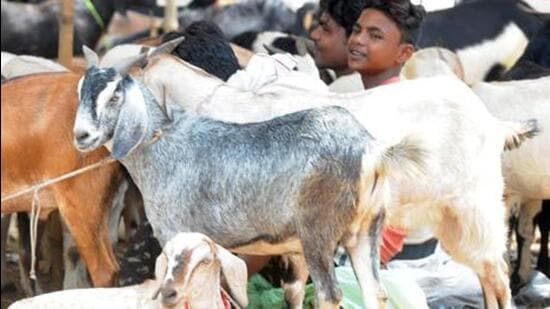 Suhaib Ansari, a trader who brought goats from Uttar Pradesh to the Kausarbaug goat market, said supply chains had been severely affected this year. (REPRESENTATIVE PIC)