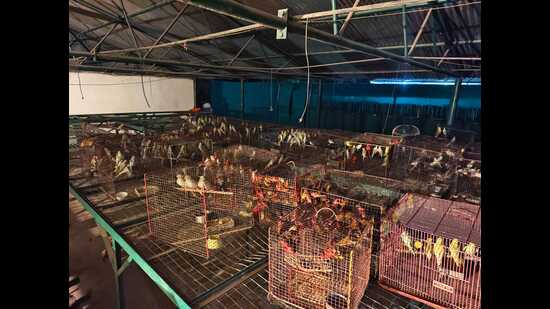 The rescued birds (HT PHOTO)