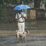 আলিপুর আবহাওয়া দপ্তরের পূর্বাভাস অনুযায়ী, কলকাতা-সহ দক্ষিণবঙ্গের একাধিক জেলায় বৃষ্টি ও কালবৈশাখীর সম্ভাবনা তৈরি হয়েছে।(PTI)