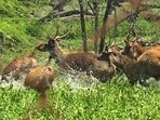 A herd of sambars cooling off in the forest area near Rock Garden in Chandigarh on Sunday. (HT photo) A herd of sambars cooling off in the forest area near Rock Garden in Chandigarh on Sunday. (HT photo)